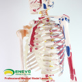 SKELETON08 (12369) Ciência Médica Natureza Vida Tamanho 170CM Esqueleto com Músculos e Ligamentos, 170cm Modelo de Esqueleto